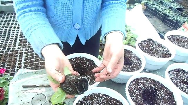 Ампельная петуния. Пикировка в кашпо. смотреть онлайн