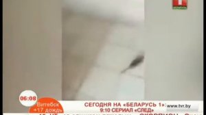 Ведущие показывают видео, как "Кот убегает от мыши"