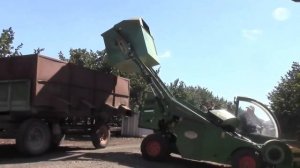 Механизированная уборка ореха. ПРОМЫШЛЕННЫЙ СБОР ОРЕХА!!!
