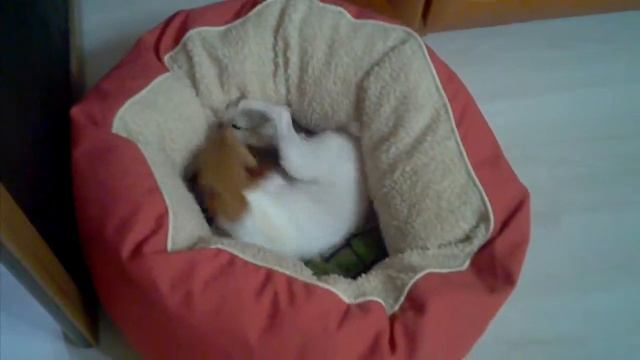 Тася - Американский той-фокстерьер смотреть онлайн