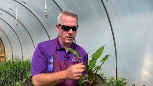 Arrow Arum - Tropical Foliage with Perennial Power!