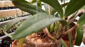 Essa mini Cattleya está na  5° floração seguida no sistema  de  Semi hidroponia.