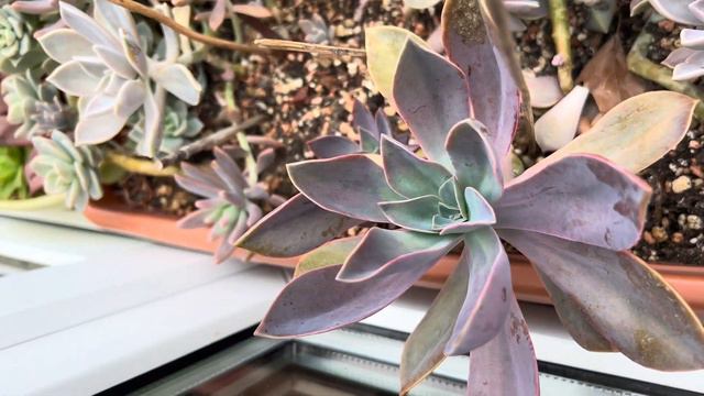 Bakalım görelim neler var günlük kontrol#vlog #garden#plants#plant#gardening смотреть онлайн