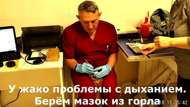 Лечение птиц. На приеме в ИВЦ МВА ЗАПАД Жако. Берем анализы на бак посев..mp4