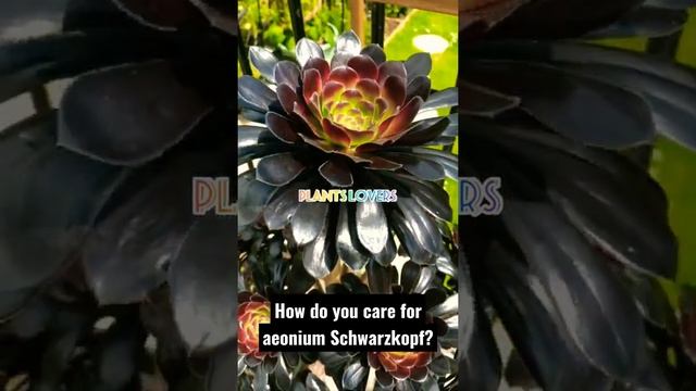 2 1 How do you care for aeonium Schwarzkopf? #shorts #gardening #plants #succulents #blacksucculent