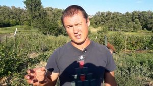 ЭФФЕКТИВНОЕ УДОБРЕНИЕ ДЛЯ СМОРОДИНЫ