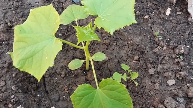 Вялые огурцы Вмиг пойдут в рост и окрепнут. Простая подкормка в июне. смотреть онлайн