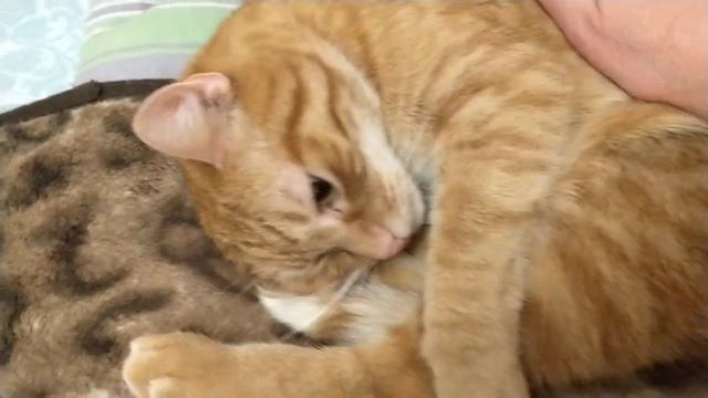 Сколько часов спят котики? смотреть онлайн