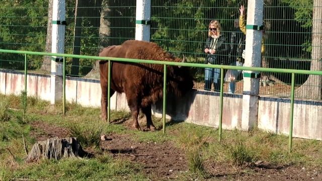 Белорусский Зубр! Беловежская пуща #зоопарк смотреть онлайн