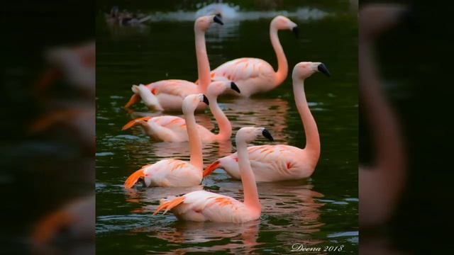 Photos from Sigma 18-300 mm lens(Camera- Nikon D5500) смотреть онлайн