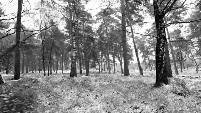 Марианна Долинская: Убила и повесила на дереве своих маленьких детей... смотреть онлайн