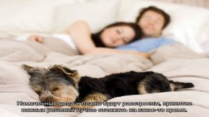 «Сонник Собака приснилась, к чему снится во сне Собака»