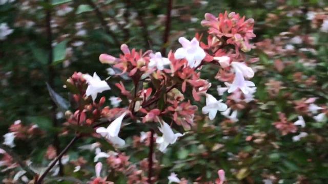Abelia grandiflora grandes fleurs parfumées joliment parsemées смотреть онлайн