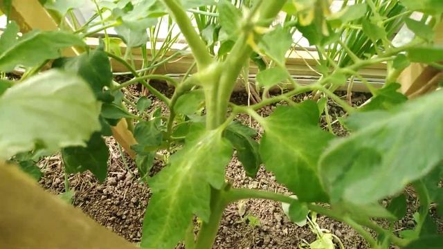 ТОМАТ ?завершковался. ЧТО дальше? ФОРМИРОВКА в три стебля ☘️низкорослого томата Метелица. смотреть онлайн