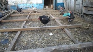 Курица ЕСТ яйца. Что делать? МУЛЯЖ ЯИЦ!