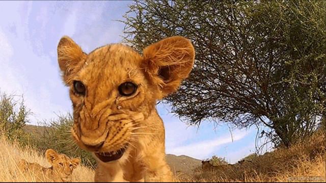 Загадочный мир животных.....ProShow Slideshow смотреть онлайн