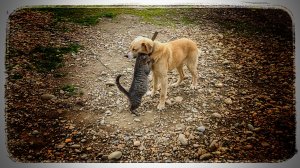 Живут как кошка с собакой! Это мы люди так говорим☺