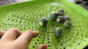 Собираю Фейхоа // Компот из фейхоа с мандаринами// Рецепт