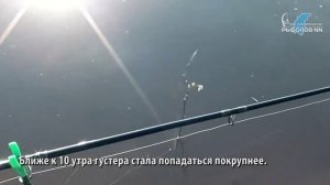 Ловля весенней густеры. Устье реки Строёк. Сайт "РыболовНН"