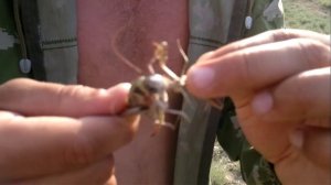 Саранча против богомола