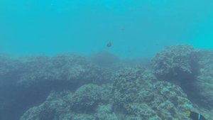 Shark. Tiburón. Buceo. Isla Seymour Norte. Galápagos. Акулы. Подводный мир вокруг Галапагосов.4К.2/
