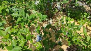 Голубика Торо 2023