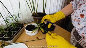 Самый ЛЁГКИЙ СПОСОБ как РАЗМНОЖИТЬ ЦИПЕРУС зонтиками в домашних условиях видео