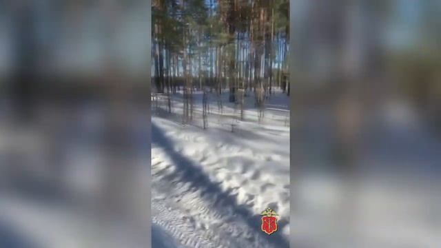 В Ленобласти экономическая полиция выявила масштабную схему хищения леса
