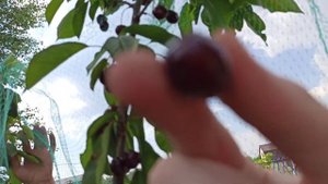 #огорододача на 17.07.2021 чудо черешня. плодоносит первый год.