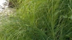 Пермский край Чусовское озеро 2021