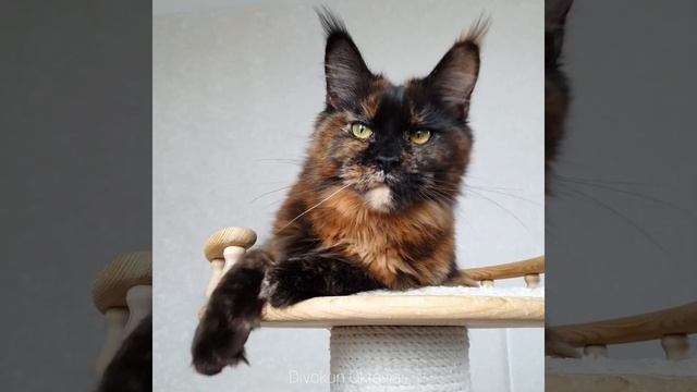 Октавия (Divokun Oktavia) Кошка Мейн-кун черепахового окраса. Черная солидная черепаха смотреть онлайн