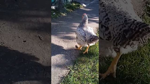 Какую породу кур выбрать? Леггорн. Русская белая. Яйценоскость. Куры несушки.