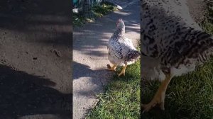 Какую породу кур выбрать? Леггорн. Русская белая. Яйценоскость. Куры несушки.