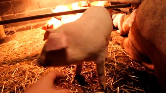 Покупка поросят//ПОРОСЯТА ПОРОДЫ ЛАНДРАС ДЮРОК// смотреть онлайн