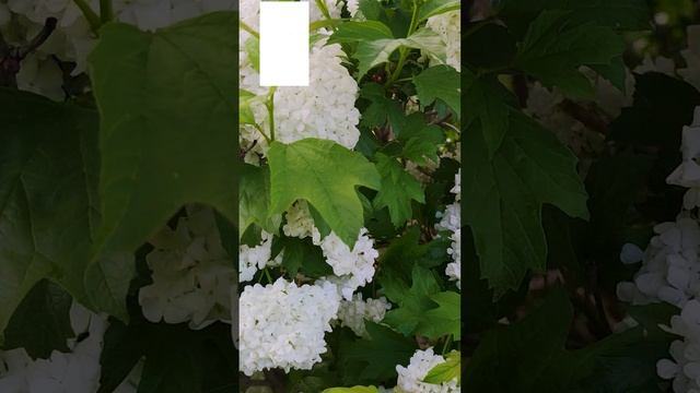 Калина Бульденеж в саду.?