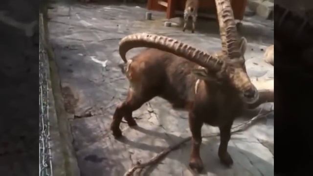 Приколы из Зоопарка. Лучшие приколы с животными / Fun from the ZOO смотреть онлайн