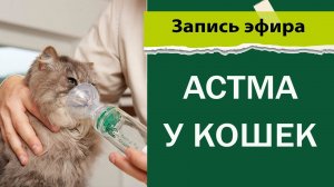 Астма у кошек