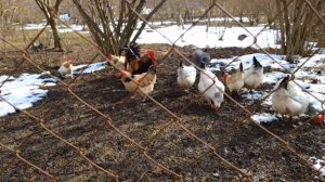 Традиционный хаш Азербайджанская Кухня Деревенская Кухня  Рецепты