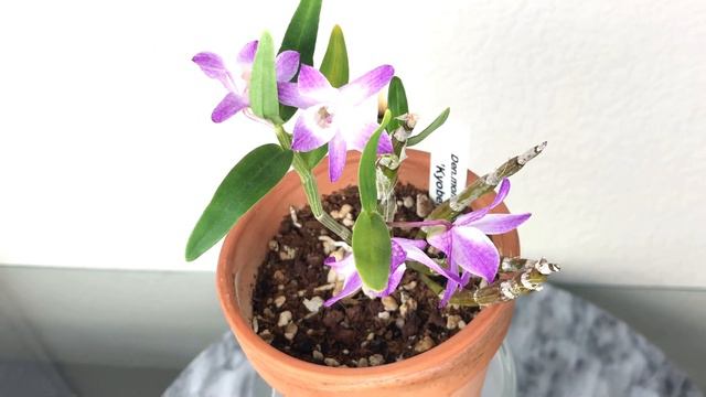 02/11/2023 Growing Dendrobium moniliforme in Cocopeat 椰糠与长生兰的种植 смотреть онлайн