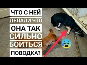 КАК МЫ ОБУЧАЛИ К ПОВОДКУ, ЗАПУГАНУЮ ЖИВОДЕРАМИ СОБАКУ?! видео длинною в 5 месяцев.