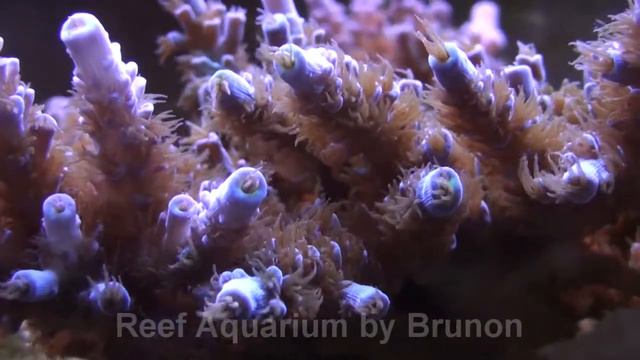 acropora смотреть онлайн