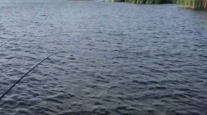 Рыбалка на раскатах Волги на поппер: щуки и окуня. Погода и настроение просто супер!