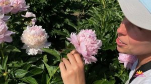 Розовый пион ANGEL CHEEKS / Сад Ворошиловой