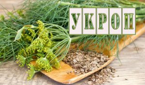 Укроп. Лечебные свойства. Народная медицина. Лекарственные растения.