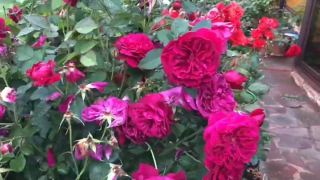 Английская Роза Дарси БАССЕЛЛ. DARCEY Bussell