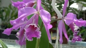 Цветение : C.maxima albescens , Blc. Durigan Iris , C. Walter Wolf, Cattleya Mrs. Pitt, C. Vestalis