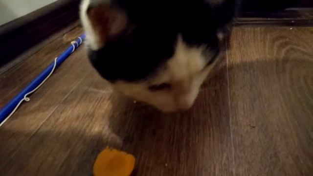 Кошка гурман, ест консервированные абрикосы смотреть онлайн