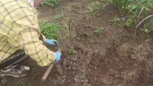 Заготовка клубники на зиму // Работа на участке // Пробую новый рецепт