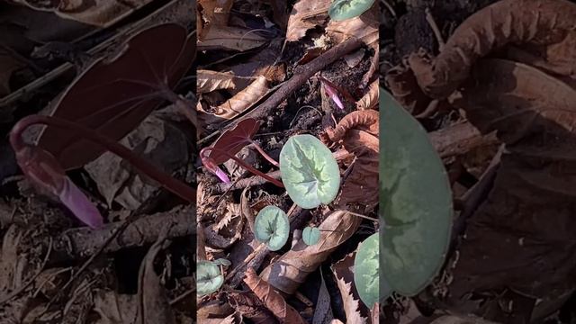 Цветут цикламены в январе на Новый год смотреть онлайн