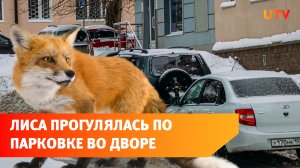 В Башкирии лиса пришла прогуляться по парковке во дворе города